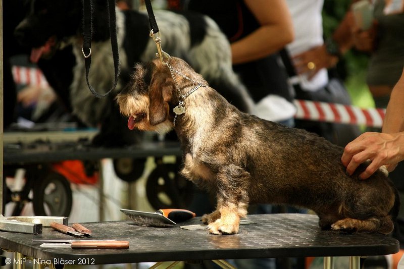 2012-07-01 B & B - Bedlington & Bichon Fun Day (39)_1500x1000.jpg